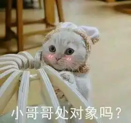 表情包猫萌表情包猫萌大全下载
