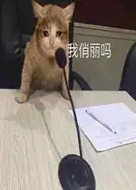 我俏丽吗表情包好玩吗我俏丽吗表情包怎么玩用户评论