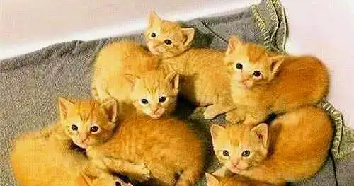 橘猫生下小奶猫,主人一只一只看过去,表情逐渐凝重
