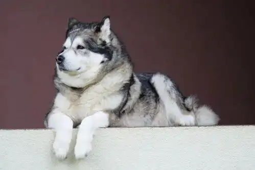 傻狗表情包什么意思阿拉斯加雪橇犬