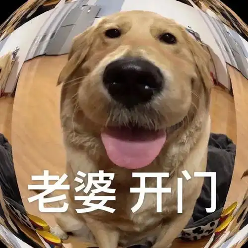 大脸金毛表情包