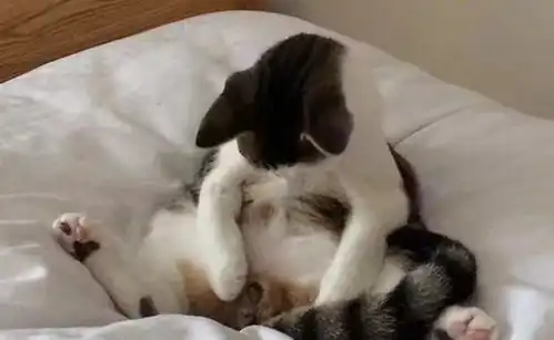 绝育后的公猫醒来,发现蛋蛋不见了这表情有股蛋蛋的悲伤
