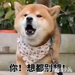 柴犬掉毛厉害吗柴犬的掉毛程度
