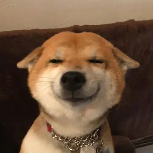 浅草柴犬屋带你科普柴犬的二三事
