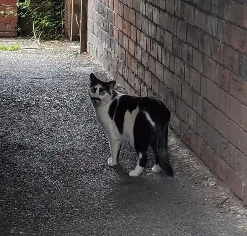 笑晕,带娃3天,这只公猫产后抑郁了
