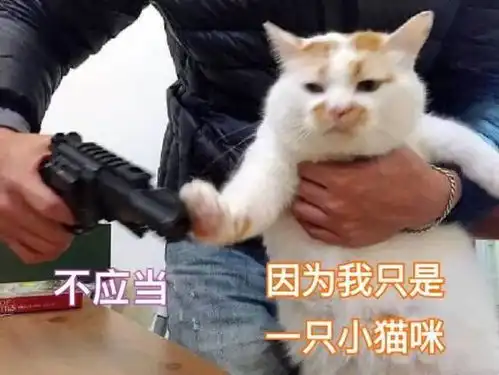 扩散如果看到耳朵缺一块的流浪猫,请善待