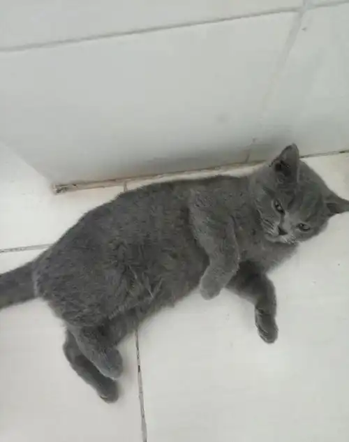 英短蓝猫刚睡醒就来卫生间碰瓷,趴在主人脚上就开始啃表情萌翻