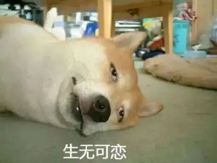 宠物带字动态表情包
