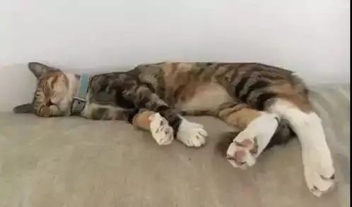 我觉得我能飞为双腿骨折的猫潘达办一场摇滚义演
