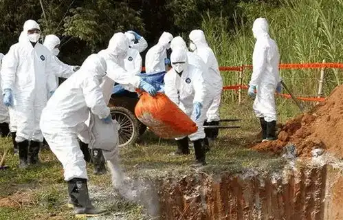 表情越南首次爆发非洲猪瘟灰色渠道疫情何去正关货源竞争何从...表情