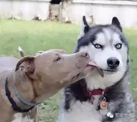 哈士奇告诉你什么才叫表情帝
