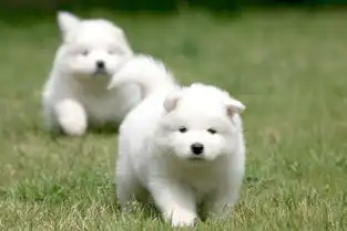 萌宠图片第29期萨摩耶犬
