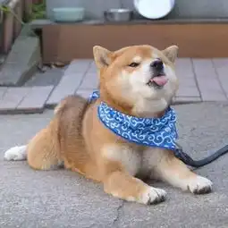 旺星人中的绝对网红天生的表情包柴犬ryuji,一举一动皆醉人