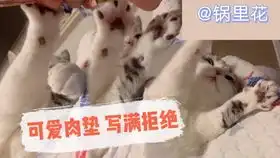 星胖喵表情包更新啦受气包小猫咪是行走的表情包
