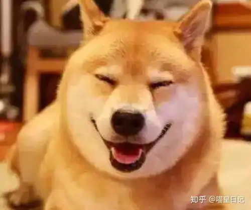 哈士奇被嫌弃,柴犬的时代正式到来