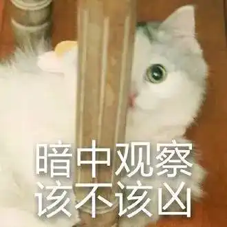 来啊,云吸猫啊啊啊啊啊
