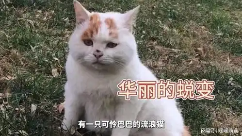 一只表情委屈的流浪猫,被收养猫生逆袭,变成北京富二代
