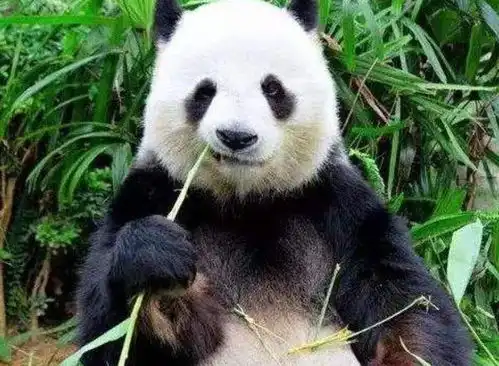 熊猫兽人族,永不为奴除非你包吃包住网友难怪蚩尤会输
