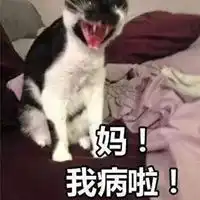 叫妈的猫咪表情包
