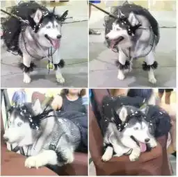 在锥子脸横行的时代又肥又胖脸又大的二哈红遍了网络

