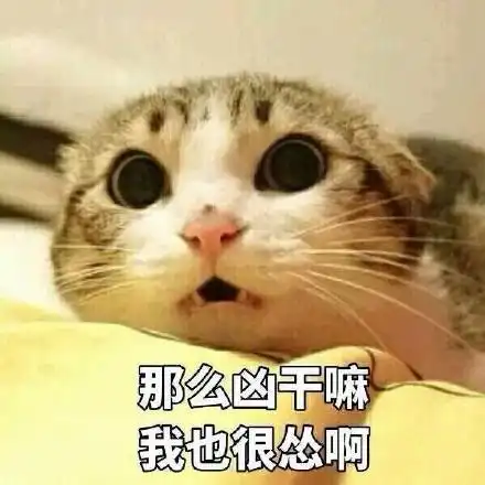 猫奴们的福利来啦一大波表情包来袭,快快收藏起来
