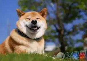 狗狗名字大全调皮点的2017
