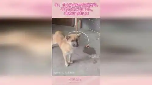 狗你以为我会往前跑吗,不我只需要低下头,我就可以拥有
