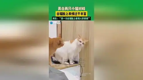 黄白两只小猫对峙,白猫脸上表情过于丰富,网友第一次在猫脸上看到人的表情素材来源
