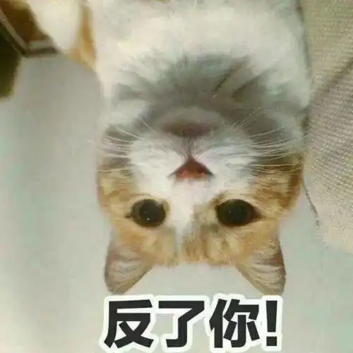 为什么很多人聊天都喜欢用猫咪表情包附最全猫咪表情包
