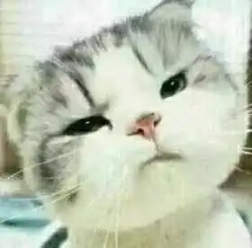 猫咪搞怪八连拍表情包
