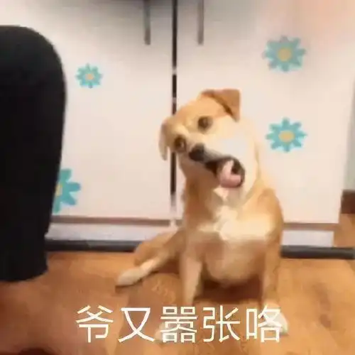 我家狗狗这项能力,强大到令人害怕
