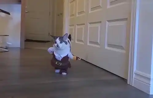 猫咪穿上女主人买的新衣服,那表情真是萌呆了1
