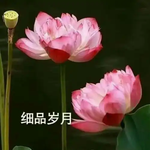 表情包做一朵莲花,心静如水,清心寡欲
