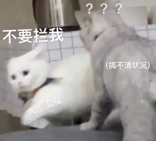 情侣猫猫吵架表情包
