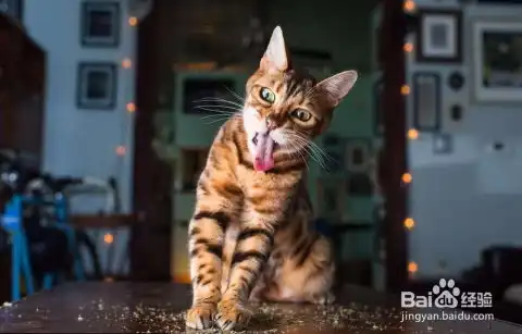 养猫必备小知识
