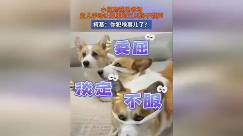 小区旁就是考场,主人手动让家里的三只狗子禁声,柯基我们犯啥事儿了
