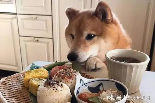 柴犬太瘦了怎么增肥
