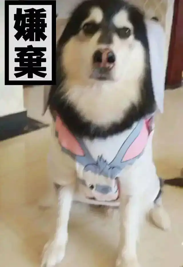 阿拉斯加的各种表情包..酒鬼一家
