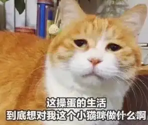 外包干了四年,废了...

