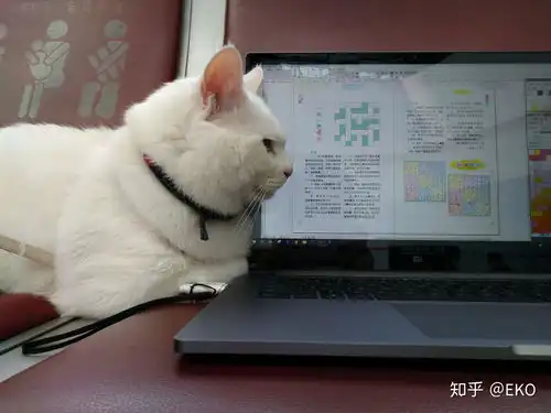 一只猫能可爱到什么程度
