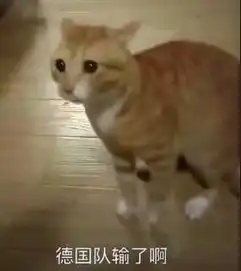 抖音德国队输了啊猫粮都输光了猫咪表情包

