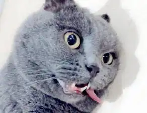主人带着喵星人去做绝育,手术完成表情搞笑,猫朕还活着
