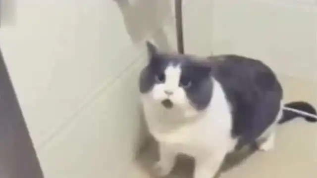 猫咪乖乖洗澡,表情却一脸萌萌哒好可爱啊
