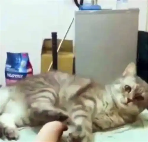 猫咪亲吻主人脚,结果把猫咪熏得挤眼皱眉,这惊恐的小表情萌哭了

