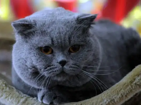 主人教育犯错的蓝猫,但蓝猫却装傻卖萌不认账,最后蓝猫表情亮了
