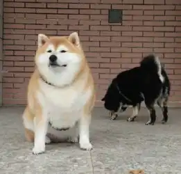 pdd表情包哭的像个200
