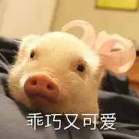 动物超级搞笑表情包微信头像图片大全
