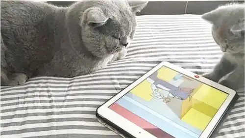 公猫和小奶猫一起看动画片,猫爸爸故作老练的表情好有趣
