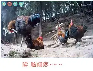 全家吃鸡还有表情包游戏带直播,精彩你想不到
