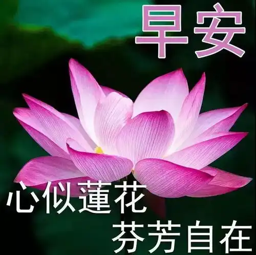 不用打字就可以聊天的早上好表情包,前路浩浩荡荡,万事尽可期待
